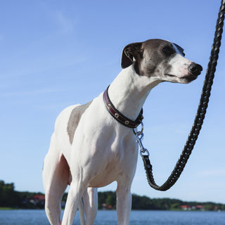 Whippet wearing a handcrafted black braided genuine leather dog lead