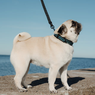 Genuine Braided Leather Dog Leash – Black – Handcrafted Strong and Flexible Leather Lead for Medium and Large Dogs