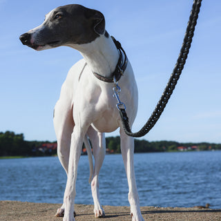 Genuine Braided Leather Dog Leash – Black – Handcrafted Strong and Flexible Leather Lead for Medium and Large Dogs