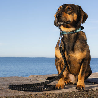 Dog wearing handcrafted braided genuine leather dog leads during an outdoor walk