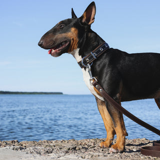 Genuine Leather Dog Lead in Classic Style – Dark Brown – Handcrafted Heavy Duty Leash
