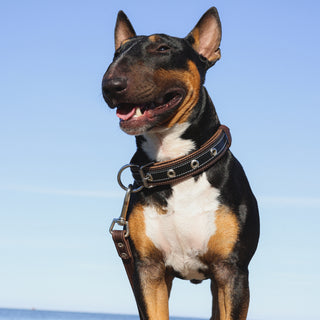 Pit Bull wearing a Genuine Leather Dog Collar – Black Brown – Heavy Duty Handcrafted Pet Collar