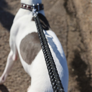 Genuine Leather Dog Collar in Burgundy and Black