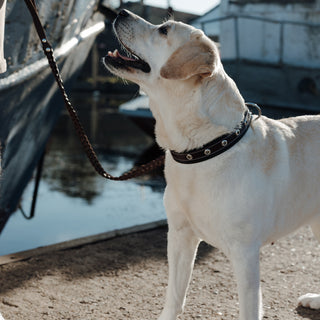Premium Leather Strong Collar for Labrador -handcrafted burgundy black
