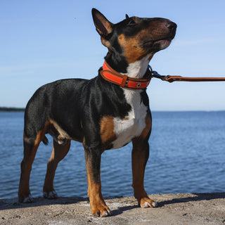 Genuine Leather Dog Collar in Orange and Brown