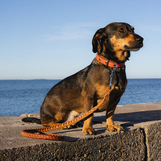 Dog sitting on a ledge by the ocean with a leash, wearing an orange collar.