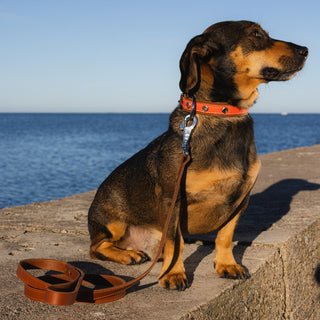 Genuine Leather Dog Collar in Orange and Brown