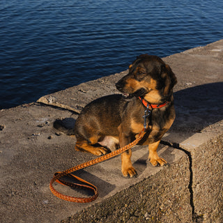 Genuine Leather Dog Collar in Orange and Brown