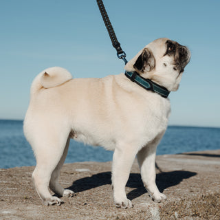 Pug dog on a leather leash standing on a sandy beach with blue sky and ocean in the background