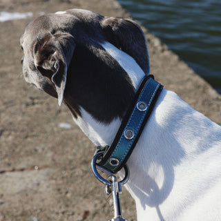 Dog with a blue genuine leather collar and leash by a body of water
