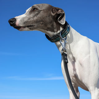 Whippet wearing a premium handcrafted black genuine leather dog lead in classic style