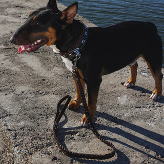 English Bull Terrier wearing a dark brown handcrafted braided genuine leather dog lead